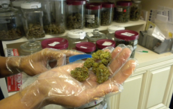 Medical marijuana at Emmalyn's California Cannabis Clinic, located near the edge of the Mission District.
